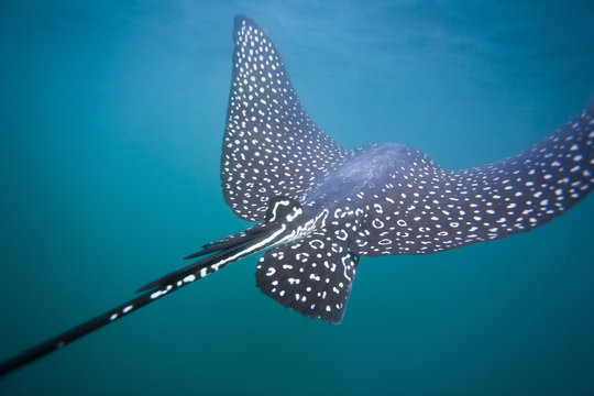 Spotted eagle ray (Aetobatus narinari) underwater, Leon Dormido Island, San Cristobal Island, Galapagos Islands, Ecuador