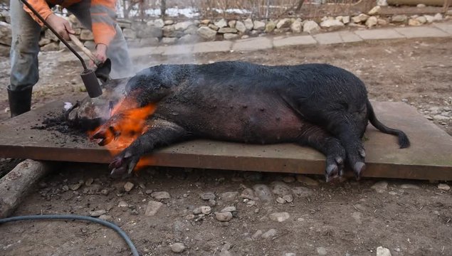 Slaughter burn the pig hair off with a gas burner before butchering