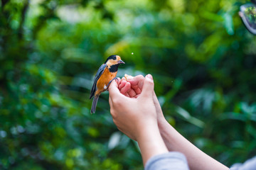 Fototapeta premium Bird sits on human hand. People feed the tit.
