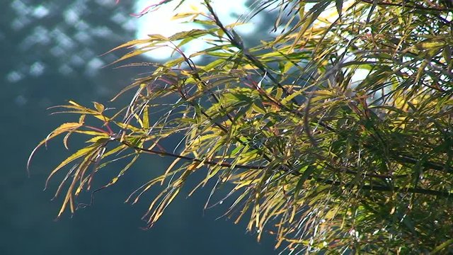 Zweige und Bl&auml;tter eines F&auml;cherahorns bewegen sich im Wind