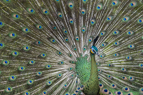 Java green peafowl (Pavo muticus), Bali Bird Park, Indonesia