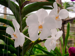 Fototapeta premium Orchid are flowers with many variants.