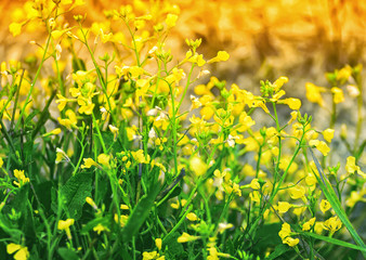 Yellow And Green Floral Background