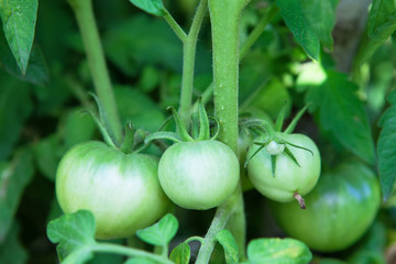 Green tomatoes ripen with garden