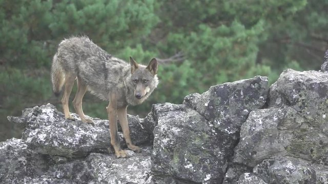 Slow motion of entire wolf eating over rocks