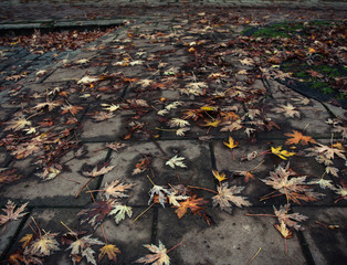 Fallen maple leaves on the pavement