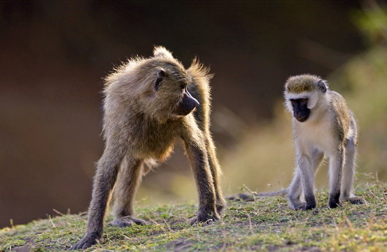 Olive Baboon glaring at Vervet Monkey (Green Monkey), Grumeti, Tanzania