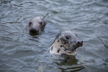 Fototapeta premium A beautiful portrait of seals in water in a winter