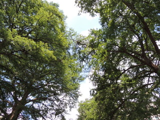 Fototapeta premium Big Trees