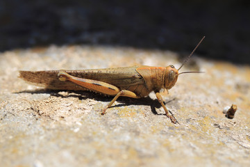 Egyptian locust (Anacridium aegyptium), Andalucia, Spain.