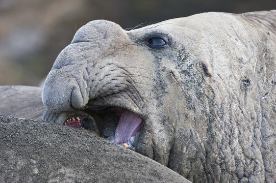 Close up of a male Southern elephant seal (Mirounga leonina), St. Andrews Bay, South Georgia Island 