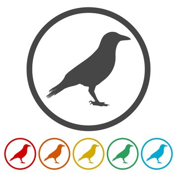 Crow (Raven) vector silhouette icon 
