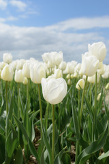 White tulips