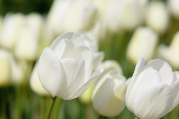 White tulips