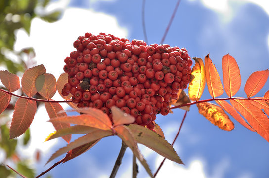 Sorbo dell&rsquo;uccellatore (Sorbus aucuparia)