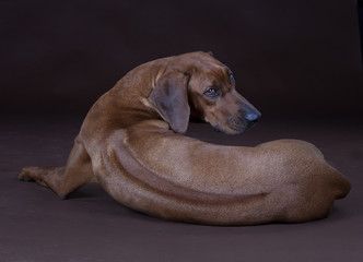 rhodesian ridgeback backwards