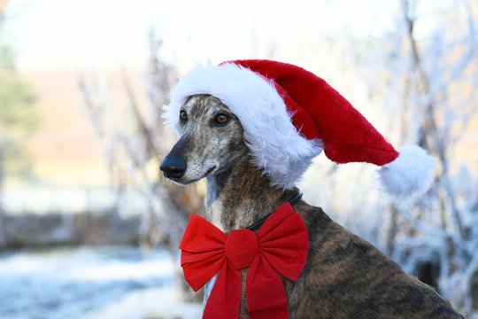Galgo mit roter Weihnachtsm&uuml;tze und Schleife vor winterlichem Hintergrund