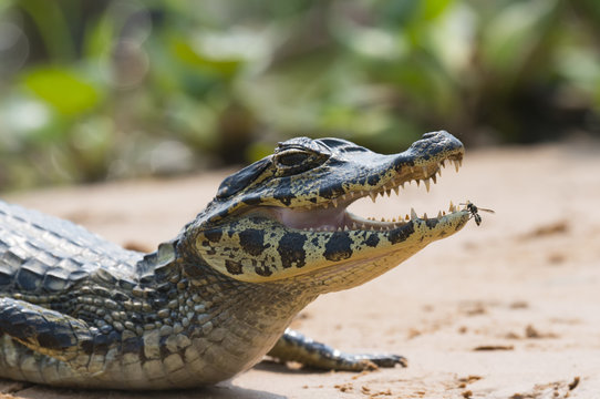 Young Yacare caiman (Caiman yacare), Cuiaba river, Pantanal, Brazil