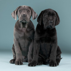 Cane Corso friends Apolo y Edward