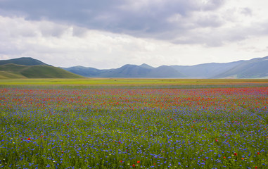 Castelluccio di Norcia, Umbria, Italy. Pian Grande during the season of flowering.