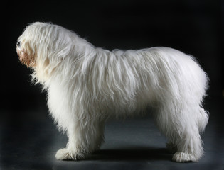 aengus