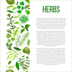 different herbs with description text