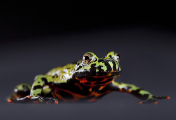 Fire bellied toad