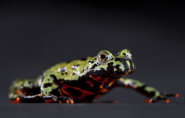 Fire bellied toad