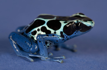 Dendrobates Tinctorius Azureus