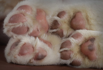 Obraz premium hooves