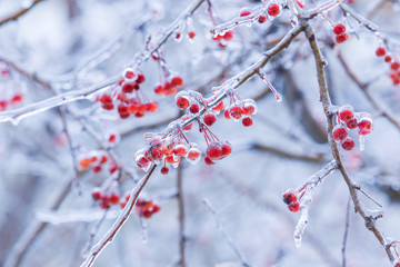 berries in ice in the winter