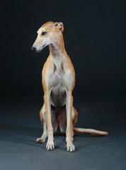 Obraz na płótnie Canvas Pretty greyhound