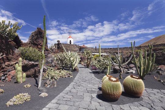 Cactus garden (Jardin de Cactus) by Cesar Manrique, wind mill, UNESCO Biosphere Reserve, Guatiza, Lanzarote, Canary Islands, Spain