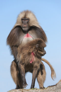 Mating Gelada baboons (Theropithecus Gelada), Simien Mountains National Park, Amhara region, North Ethiopia 