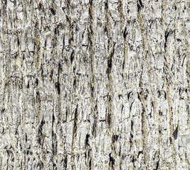 Bark of Pine Tree