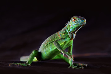 Baby iguana