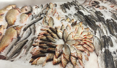 fresh fish in market