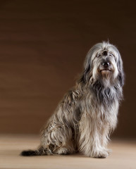 Catalan sheepdog