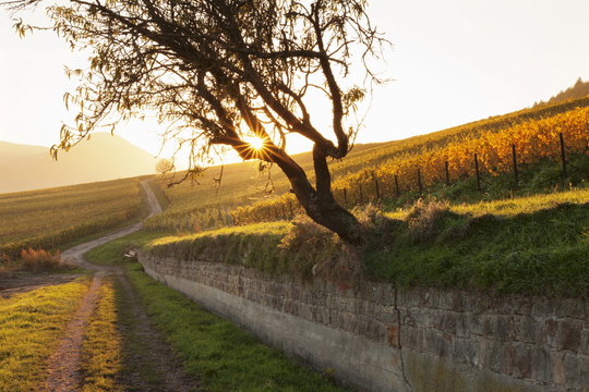 Path through vineyards in autumn at sunset, Burrweiler, German Wine Route, Pfalz, Rhineland-Palatinate, Germany 