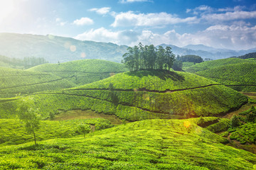Obraz premium Tea plantations in Kerala, India