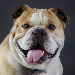 British bulldog