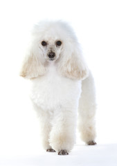 White poodle dog