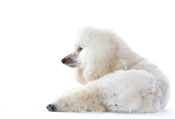 White poodle dog