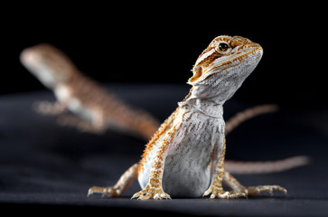 Pogona portrait
