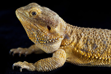 Pogona sideways