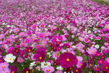 Colorful Cosmos flower field in Japan, beautiful garden for background and textured