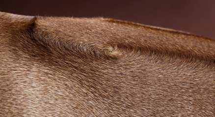 rhodesian ridgeback