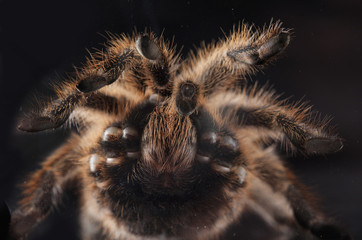 Tarantula texture