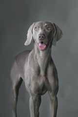 Weimaraner front