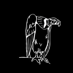 Hand-drawn pencil graphics, vulture, eagle, osprey, falcon, hawk, scavenger.
